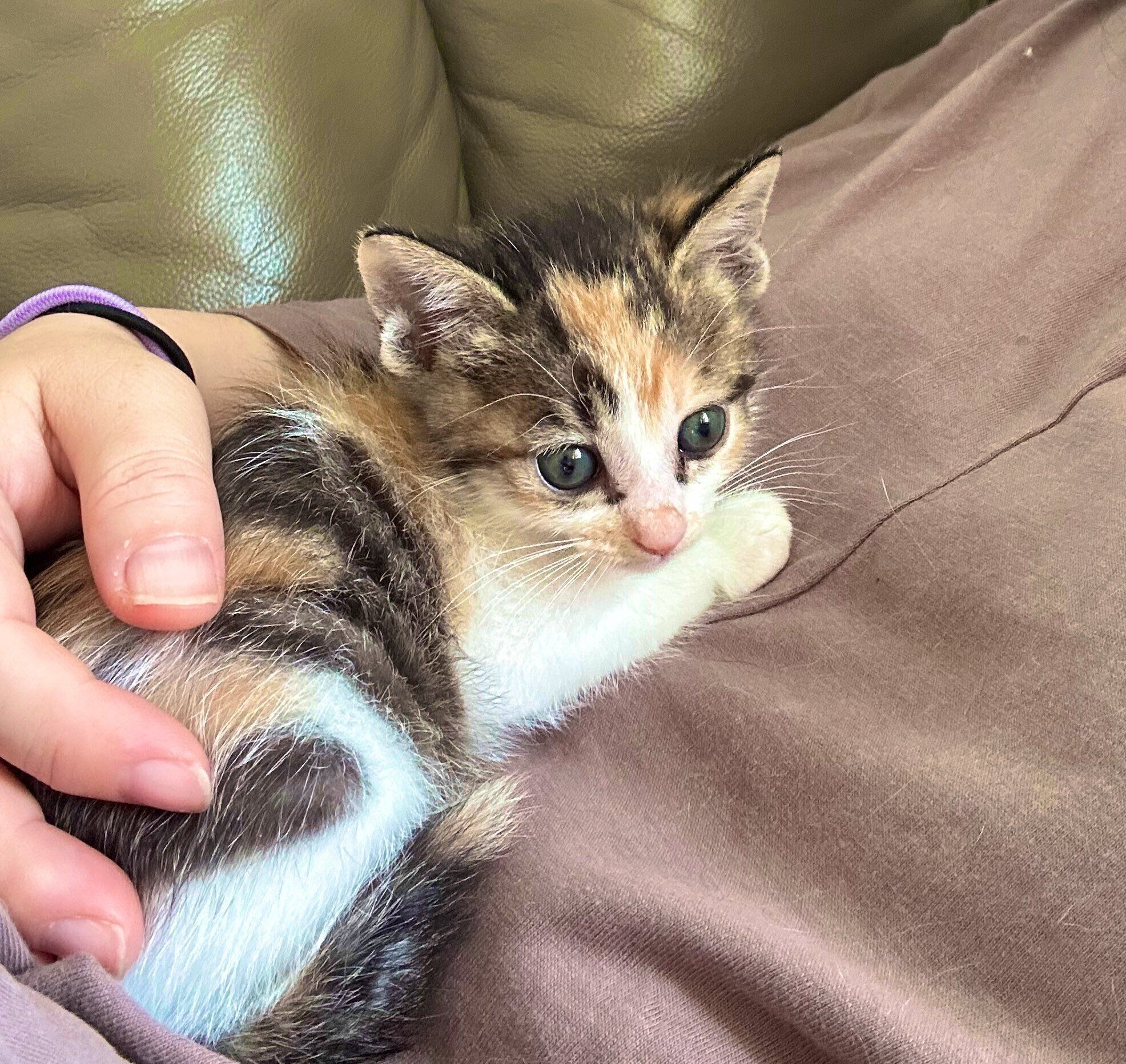 お迎えした当時のチッチちゃん