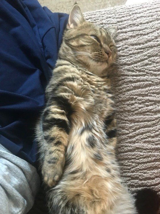 真っすぐピーン、マンチカンのきなこ