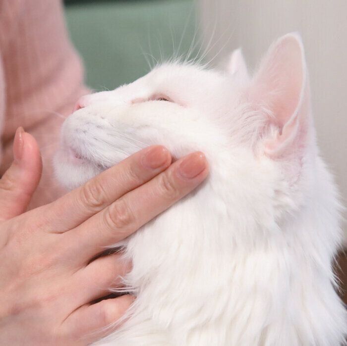 やさしくタッチされる猫