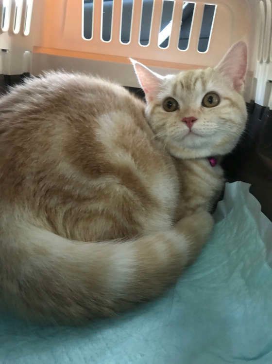 病院へ行くためにキャリーケースに入っているアメリカンショートヘアむぎちゃん