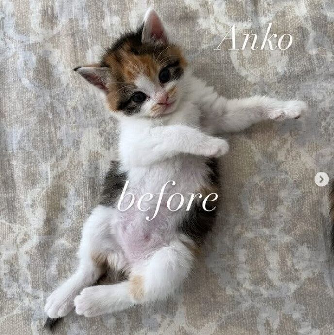 生後1カ月頃のあんこちゃん