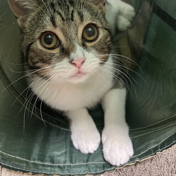 スコティッシュフォールドのうりくん