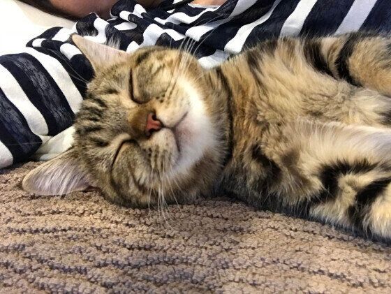 添い寝するマンチカン