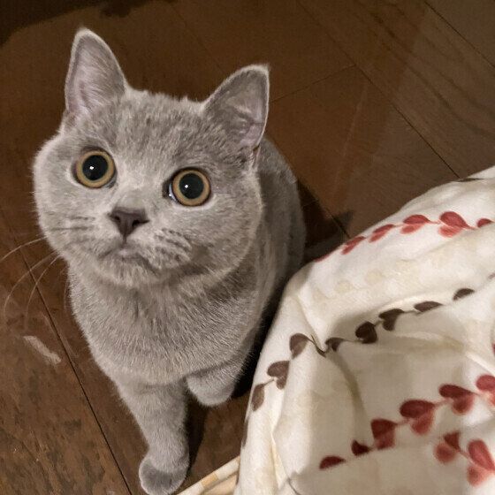 まんまるおめめのブリティッシュショートヘア