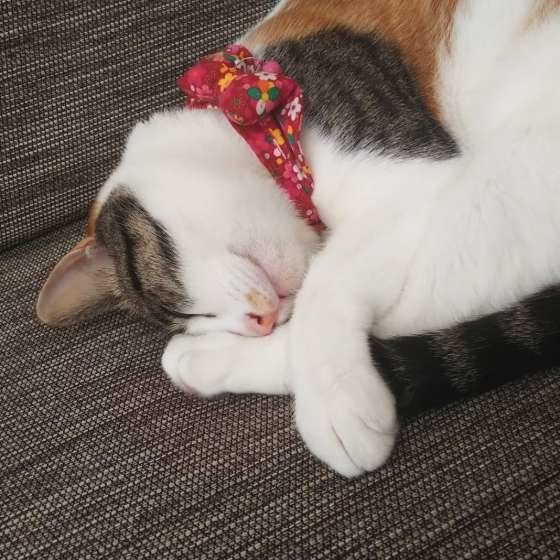 こまめちゃん　MIX　ミケ