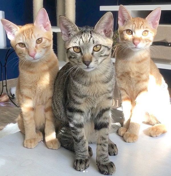 ふうくんと兄弟猫