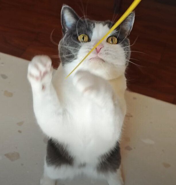 おもちゃであそぶ猫