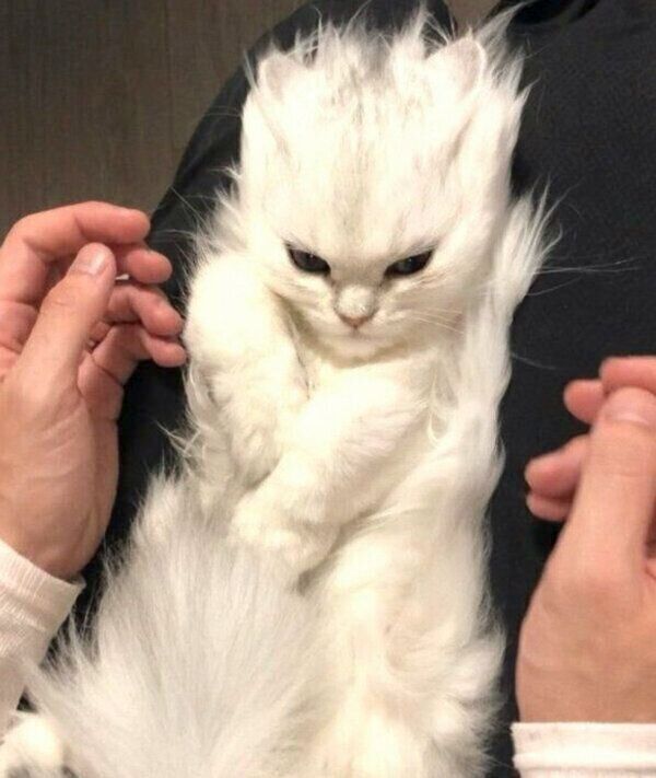 マッサージをしてもらい、毛が逆立つ小梅ちゃん