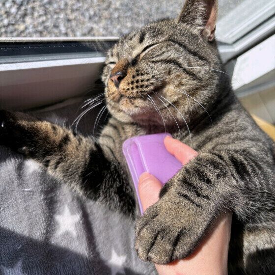 朝にブラッシングされるキジトラ猫