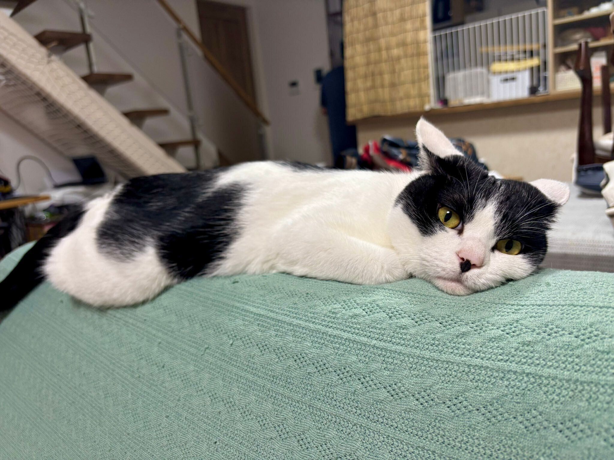 まったりするむすびくん