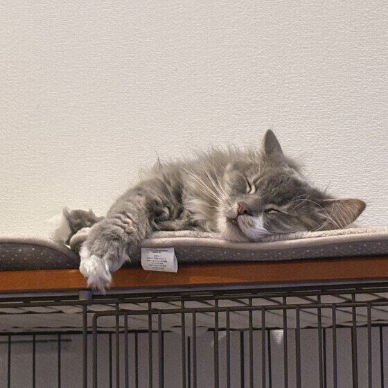 アッシュ  マンチカン  疲れ果てたお兄ちゃんの寝顔です