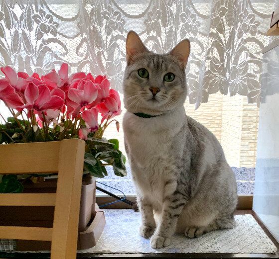 オシキャットのデビくん