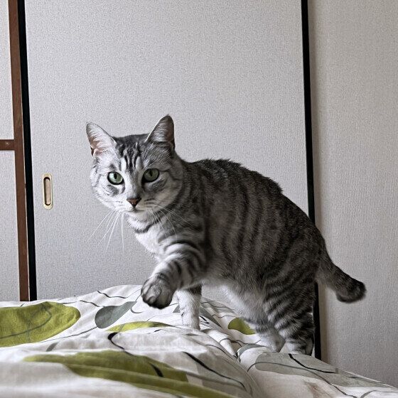 起こしにくるグレー猫