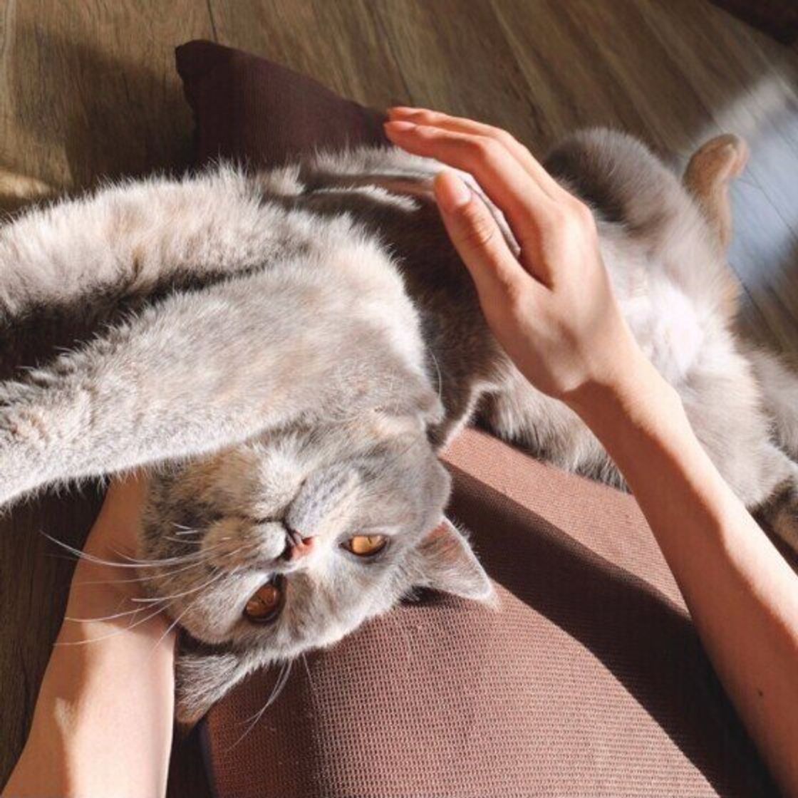 猫がしつこくお腹をなめていたら要注意 考えられる3つの原因と対処法 獣医師解説 ねこのきもちweb Magazine 猫がしつこくお腹をなめていたら要注意 考えられる3つの原因と対処法 獣医師解説 ねこのきもちweb Magazine