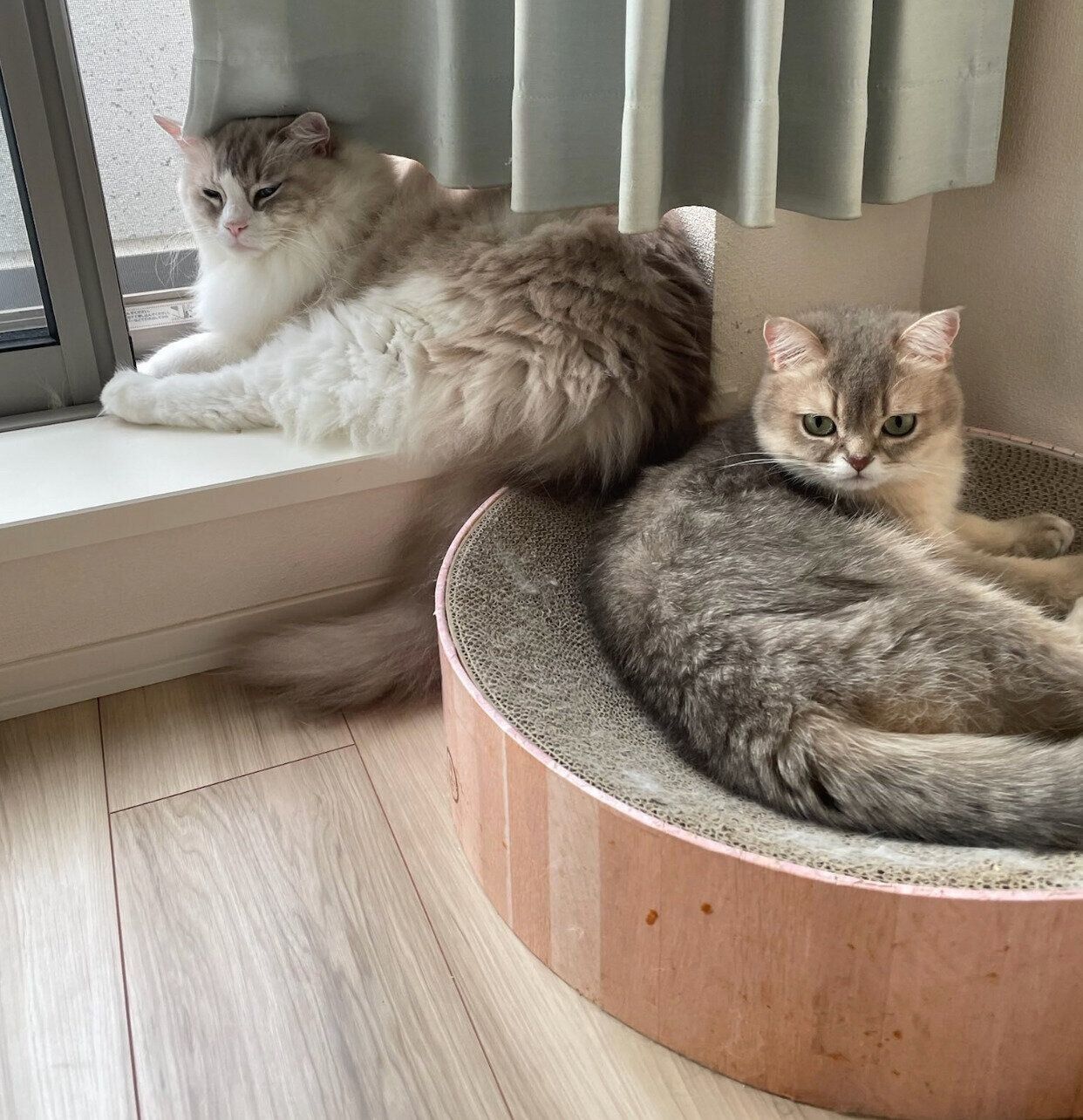 まったりするミアちゃん、ニコくん