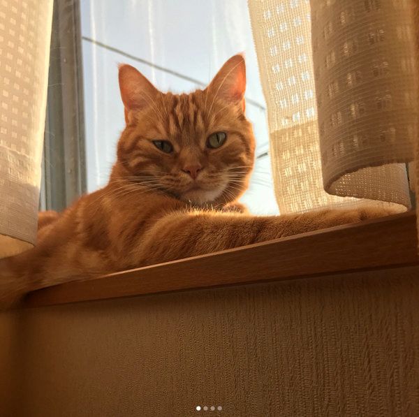 ヤンキーの表情を見せる猫