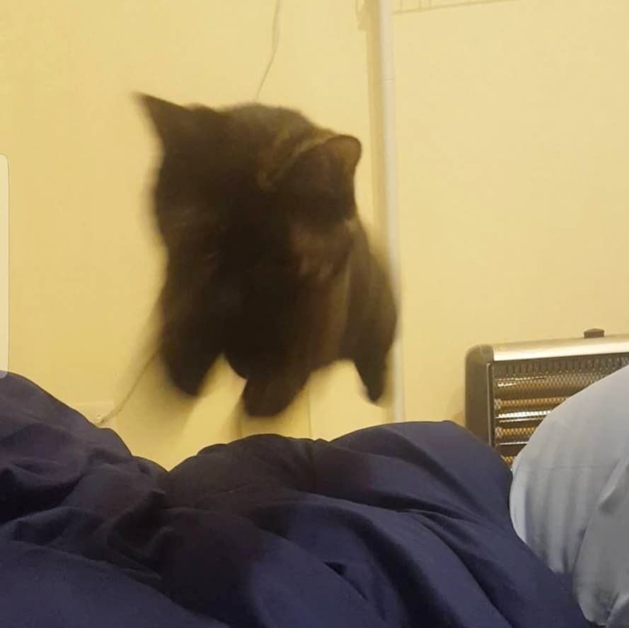 猫のくしなちゃん