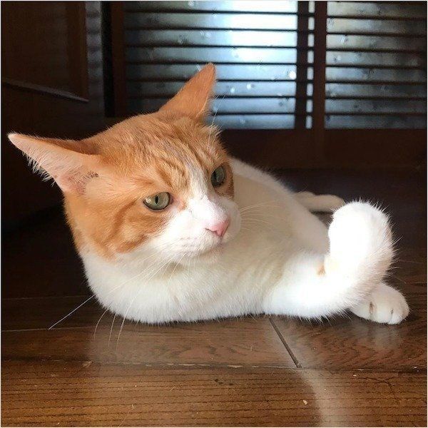 おもちゃにジャブされるにゃんこ