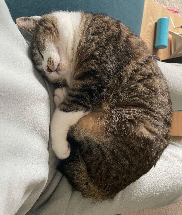 飼い主さんの膝の上で眠るちいまくん