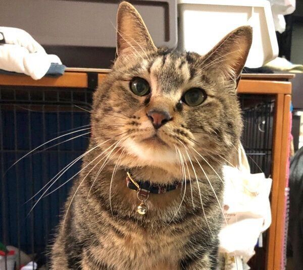 見つめるイサムちゃん