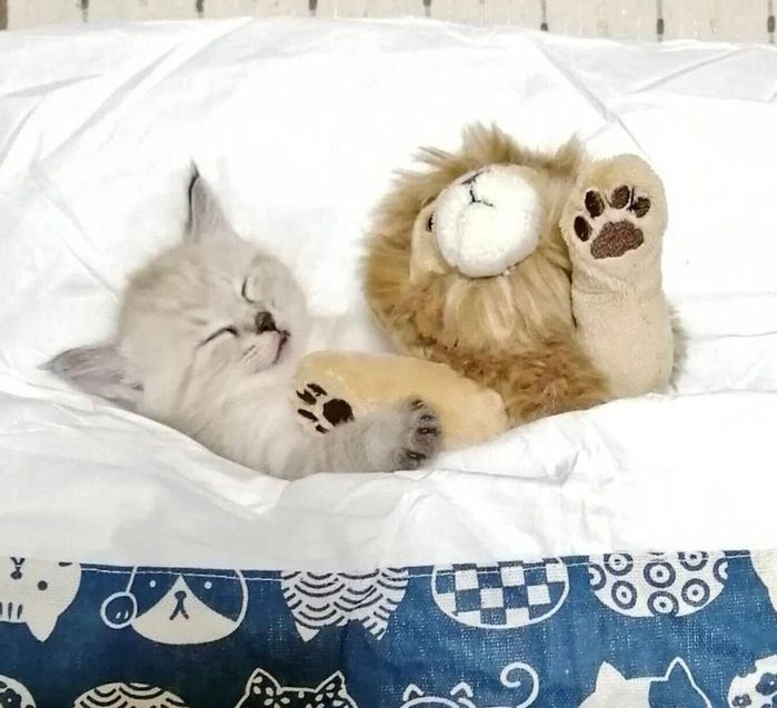ぬいぐるみと同じサイズ感のつむぎちゃん