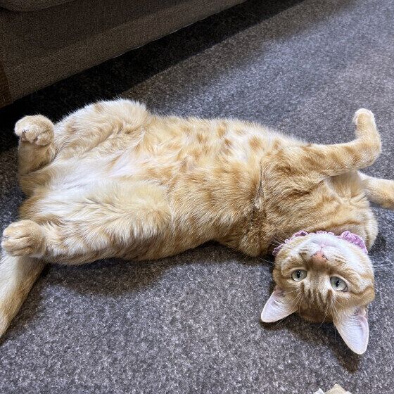 茶トラのもなかちゃん