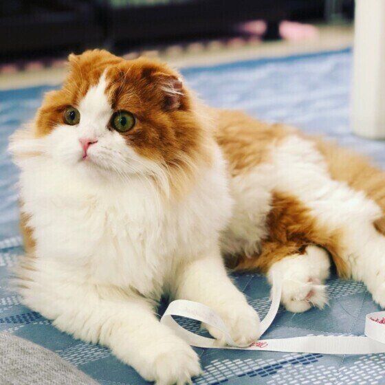 さくらちゃんとリボン