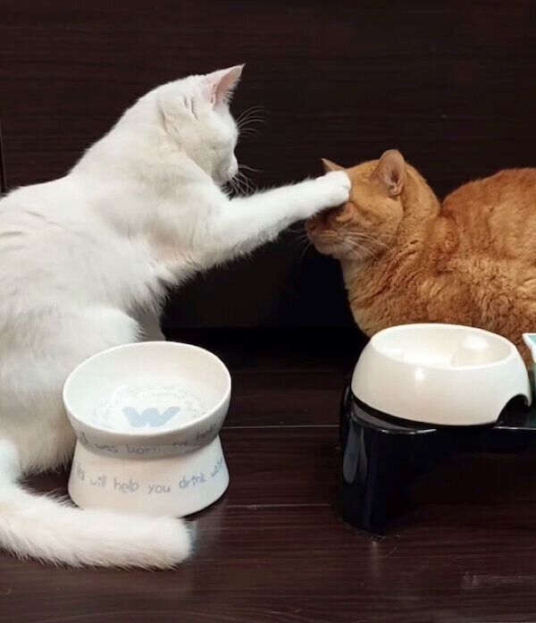 源次郎くんの頭を「よしよし」するだいふくくん