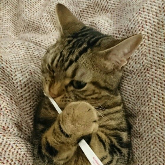 アメリカンショートヘアの健君　初めての歯磨き