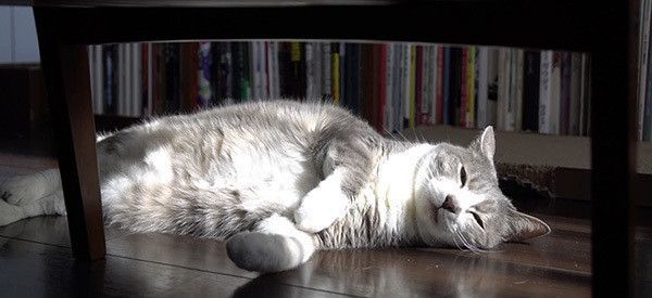 日向ぼっこする猫