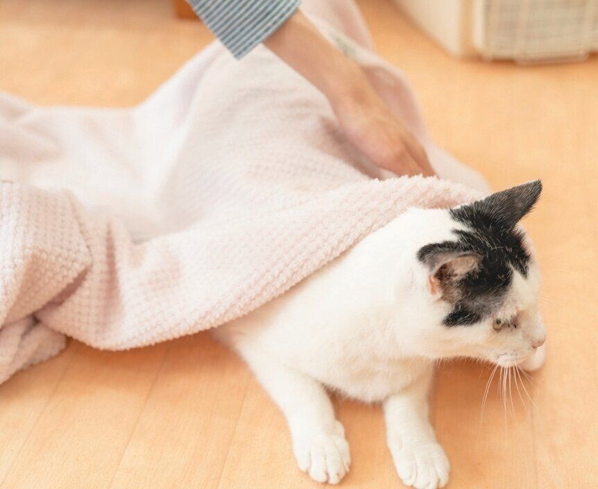 後ろからタオルを被せる