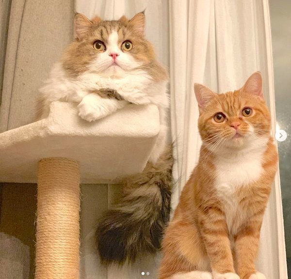 猫の安慈（アンジ）くんと巴ちゃん