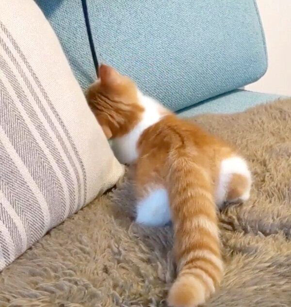 おしりがキュートな子猫時代のむぎちゃん