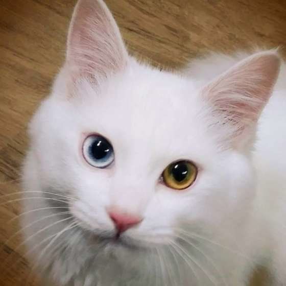 ミントくん  MIX　白