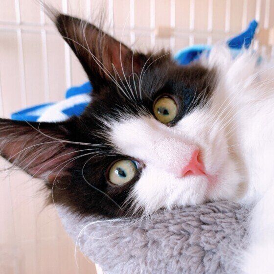 メインクーンのがぶちゃん