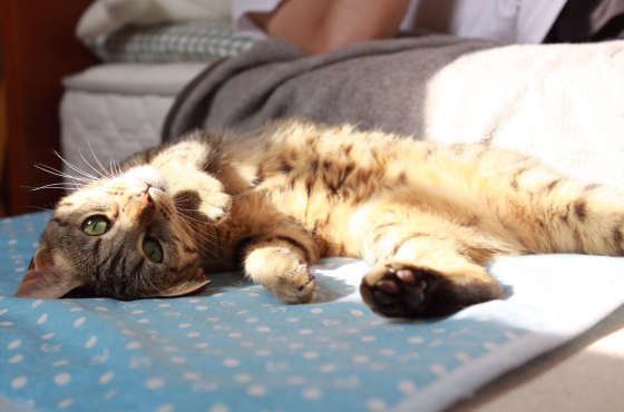 ヘソ天するベンガル