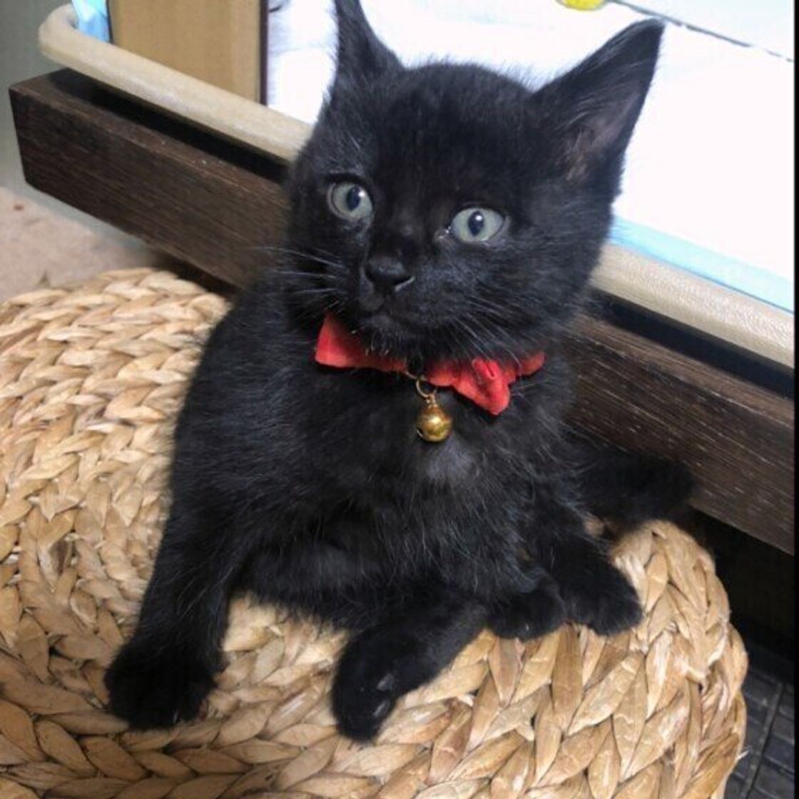 猫の毛柄 基本の13毛柄を紹介 あなたは全種類知っていますか ねこのきもちweb Magazine 猫の毛柄 基本の13毛柄を紹介 あなたは全種類知っていますか ねこのきもちweb Magazine