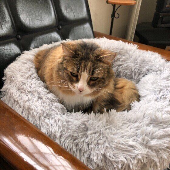 ノルウェージアンフォレストキャットのダヤンちゃん