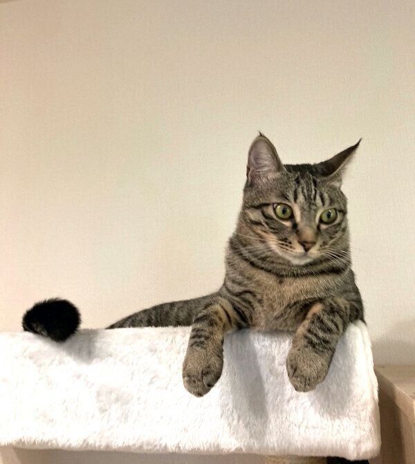 くつろぐつむぎくん