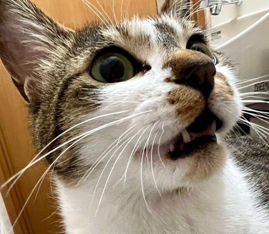 飼い主さんを独り占めしたいさくらちゃん