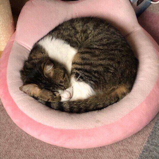 アンモニャイトになって眠るキジトラ猫