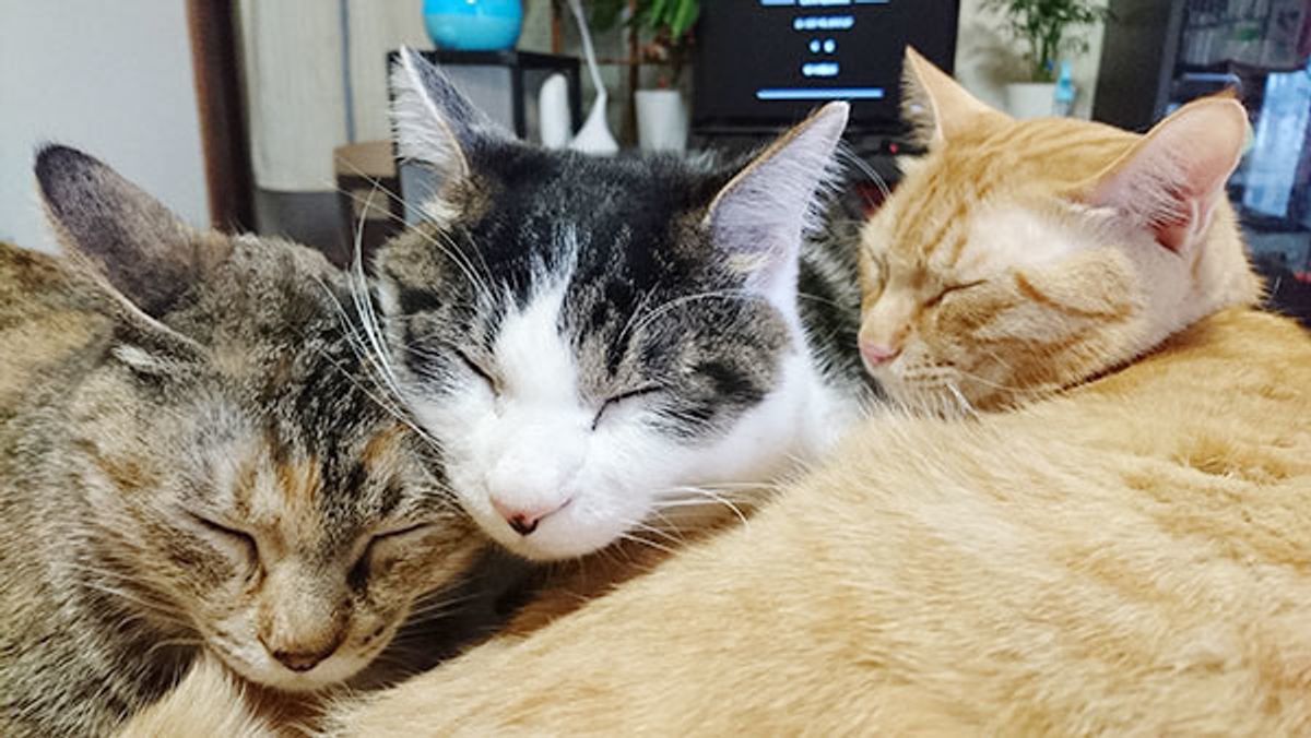 財産はすべてメスが受け継ぐ 猫の 親子関係 にまつわる豆知識3選 ねこのきもちweb Magazine 財産はすべてメスが受け継ぐ 猫の 親子関係 にまつわる豆知識3選 ねこのきもちweb Magazine