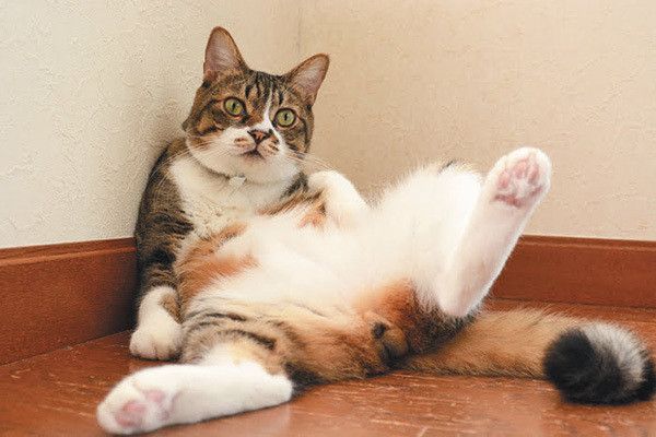 オッサン座りの猫