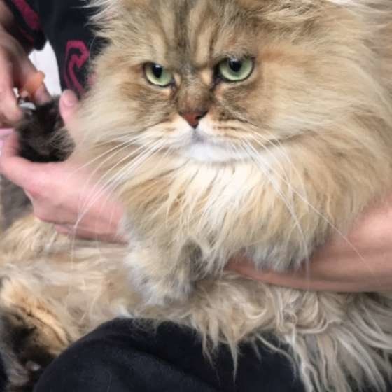 爪切りをするペルシャ