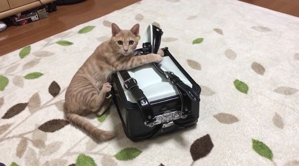 ランドセルで遊ぶ猫