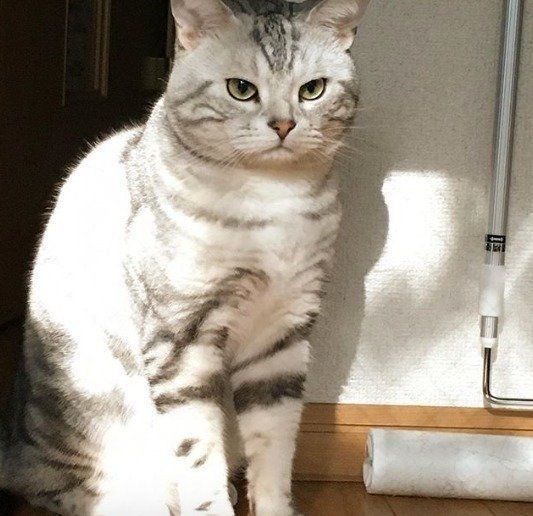 コロコロとアメリカンショートヘア