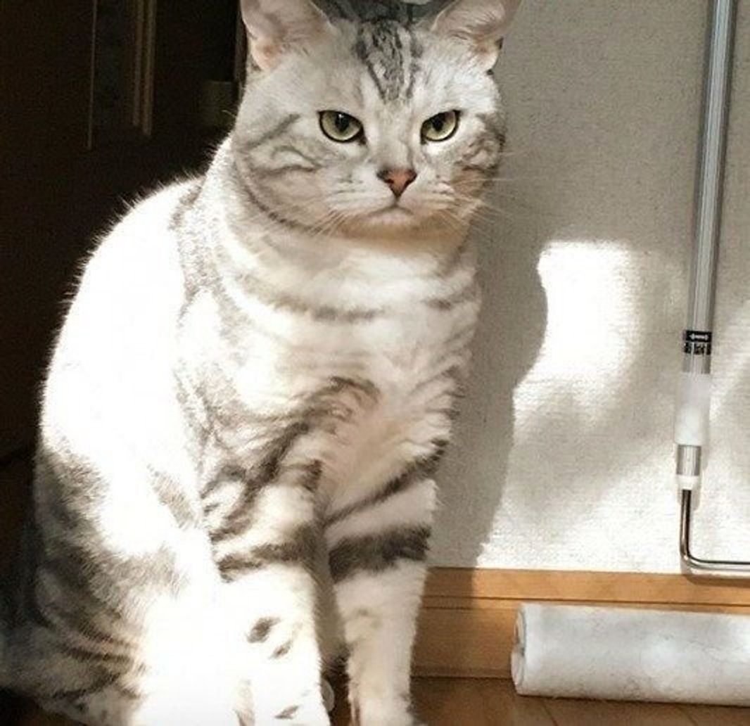 愛され続ける猫種 アメショ に注目してみた ねこのきもちweb Magazine 愛され続ける猫種 アメショ に注目してみた ねこのきもちweb Magazine