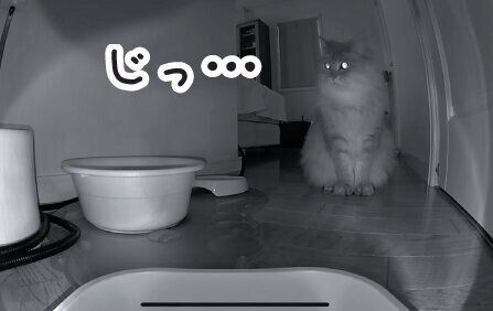 出待ちするるかくん