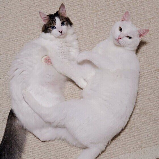 白猫のじゃれあい