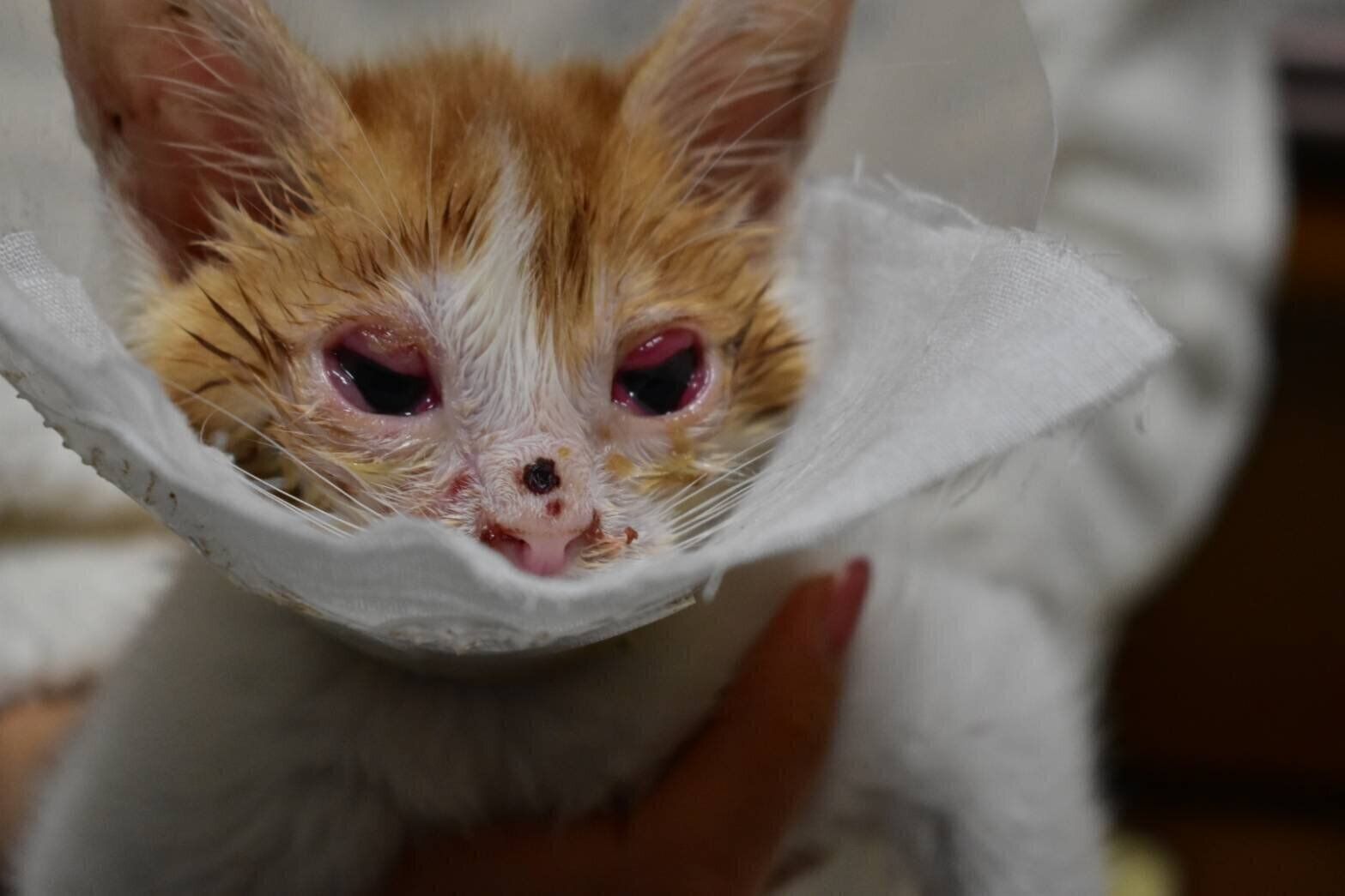 息苦しそうで目はほとんど開いておらず、ゴハンも自力で食べられない状態だったのだとか